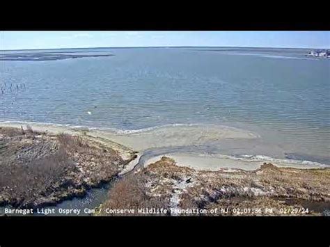 barnegat light osprey cam